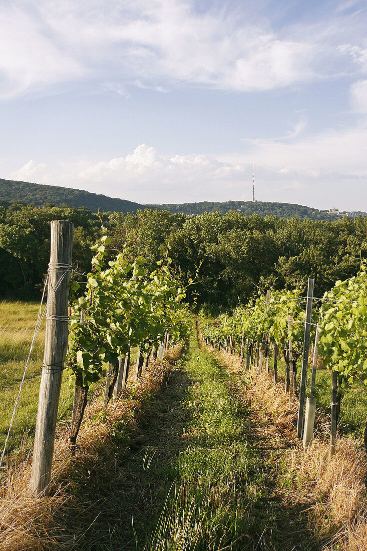 Vineyard in Grinzing, Vienna, Austria