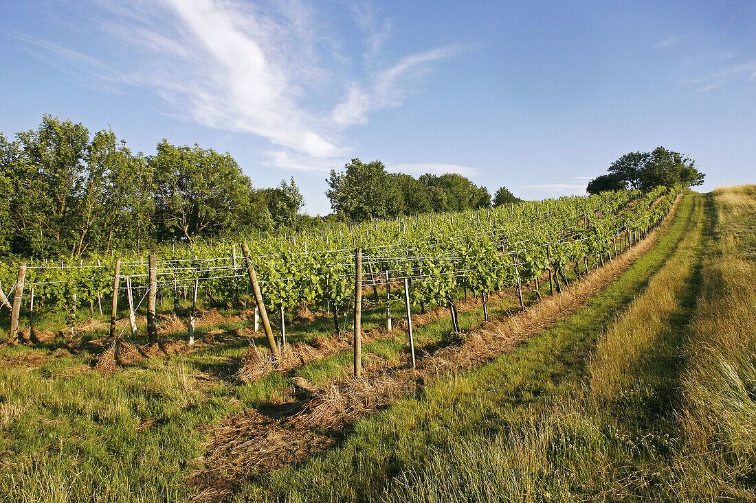 Vineyard in Grinzing, Vienna, Austria