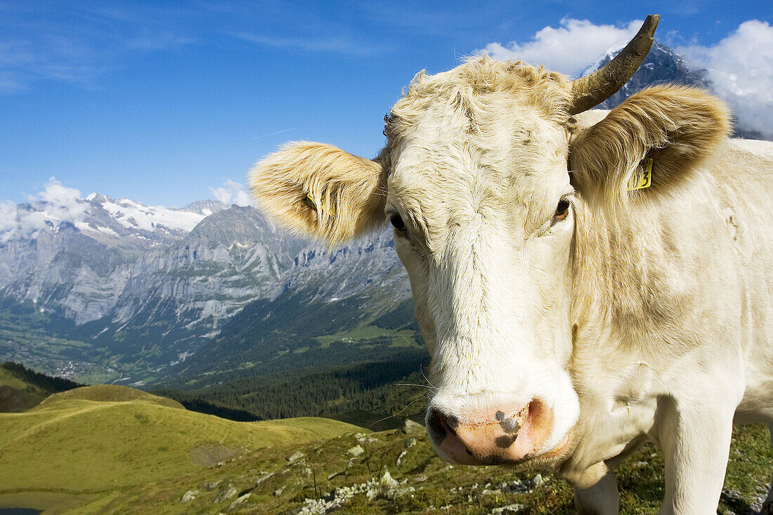 Alpine cow at Männlichen, Switzerland