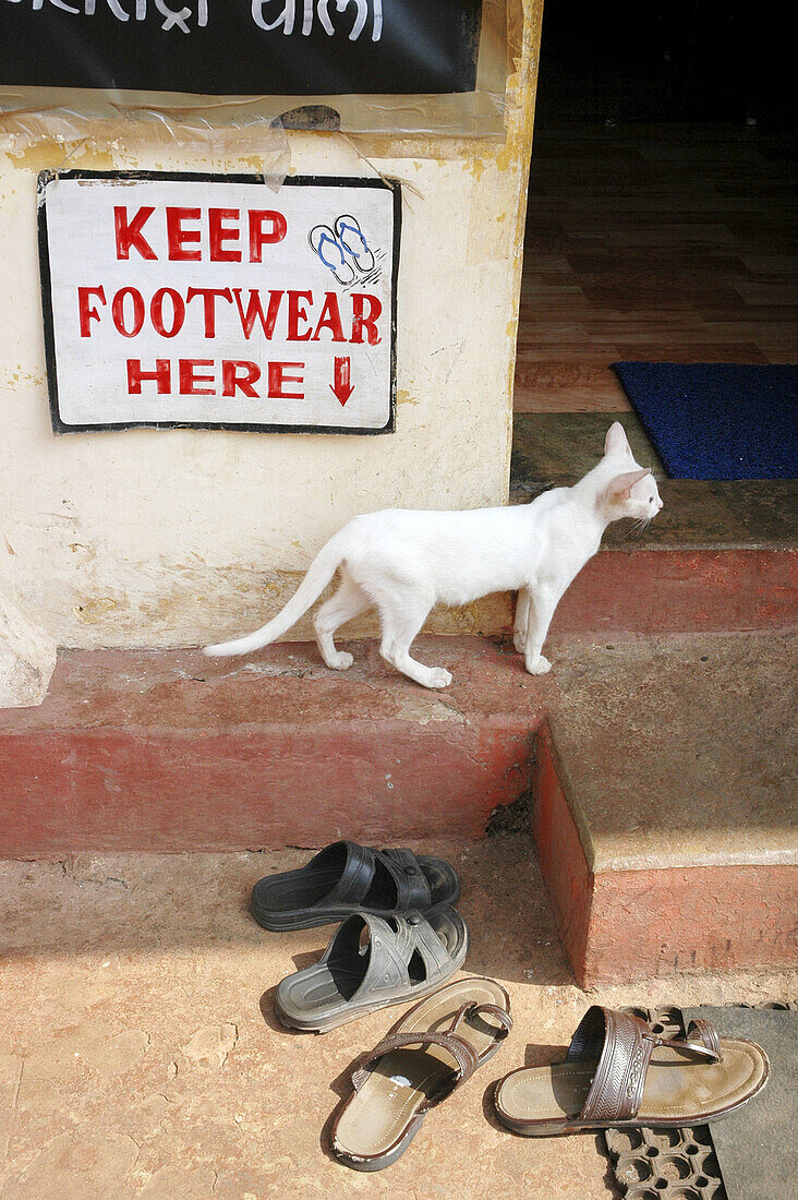 Ponda Goa, India, cat and shoes at the Manguesh Temple