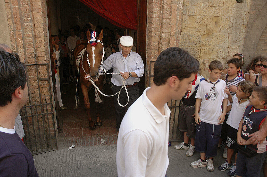 Siena Italy, the horse of the Contrada dellIstrice leaving the church after being blessed, just before the Palio race