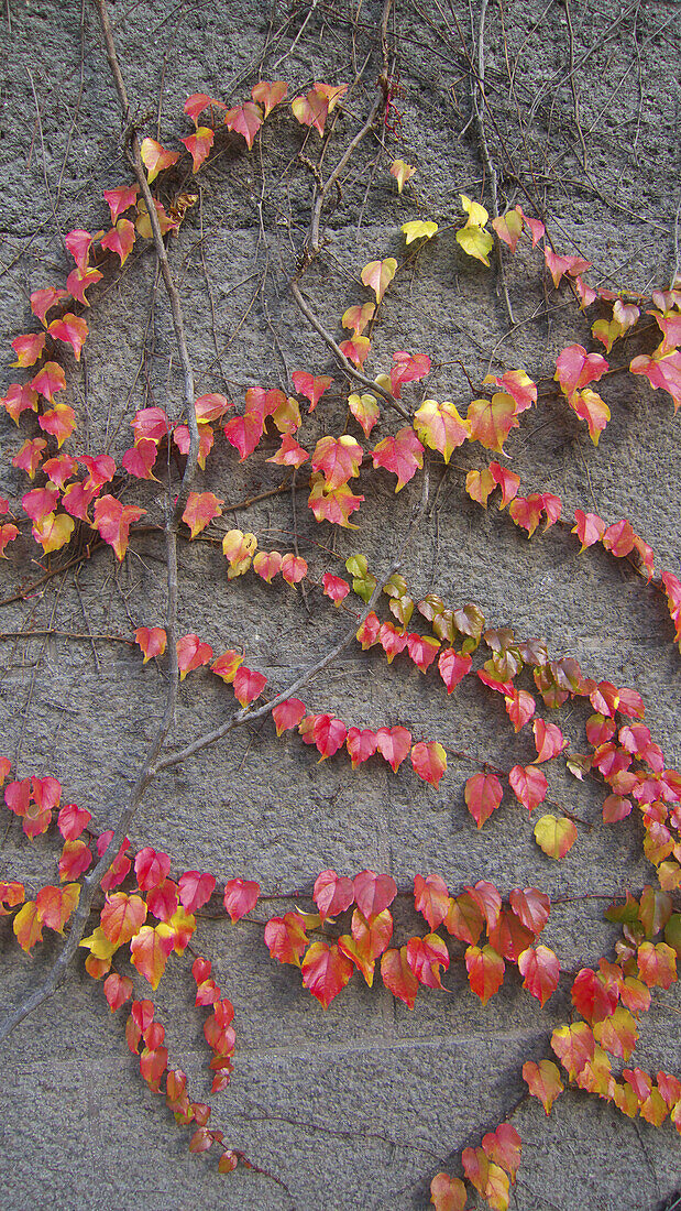 Autumn leaves on a wall in Stockholm.