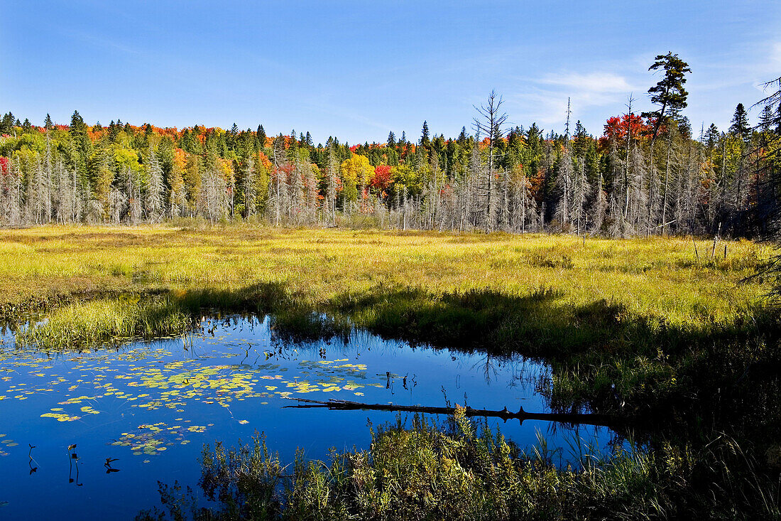 Marsh, Algonquin Park in Fall, Ontario, Canada