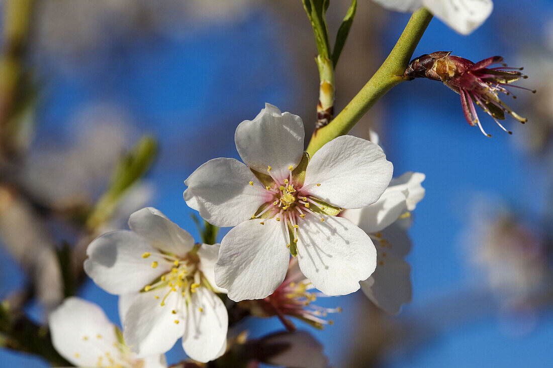 Almond flowers. Mieza, Arribes del Duero natural Park, Salamanca province. Castile-Leon. Spain