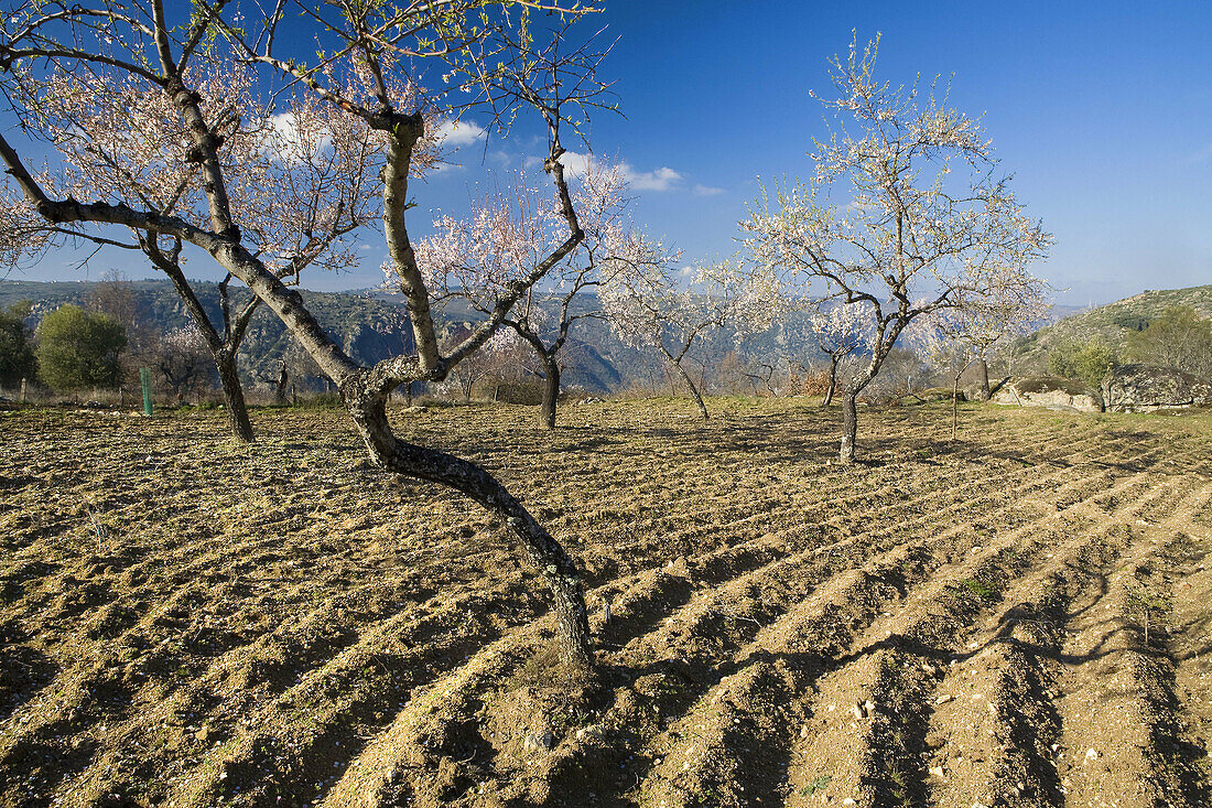 Almond trees. Mieza, Arribes del Duero natural Park, Salamanca province. Castile-Leon. Spain