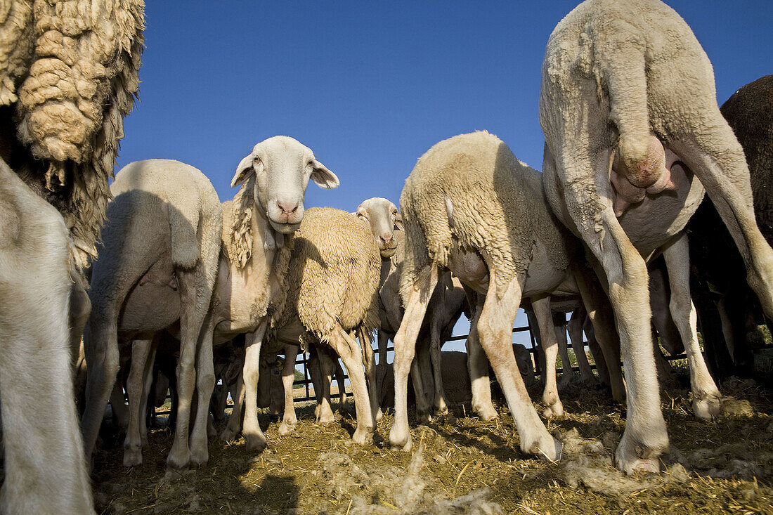 Livestock. Flock of sheep for shearing. Villamayor. Salamanca, Castilla y Leon. Spain. Europe.