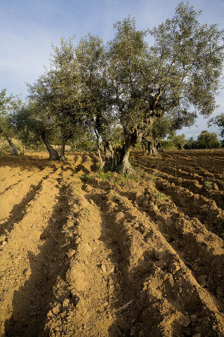 Olive trees in the Natural Park of Arribes del Duero, Salamanca, Castilla y Leon, Spain, Europe.
