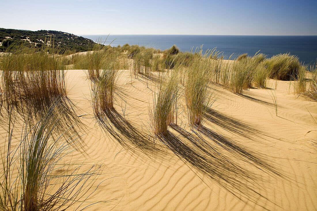 Vegetation on the Asperillo Duna, in the Natural Park of Doñana, Doñana, Huelva, Andalucia, Spain, Europe.