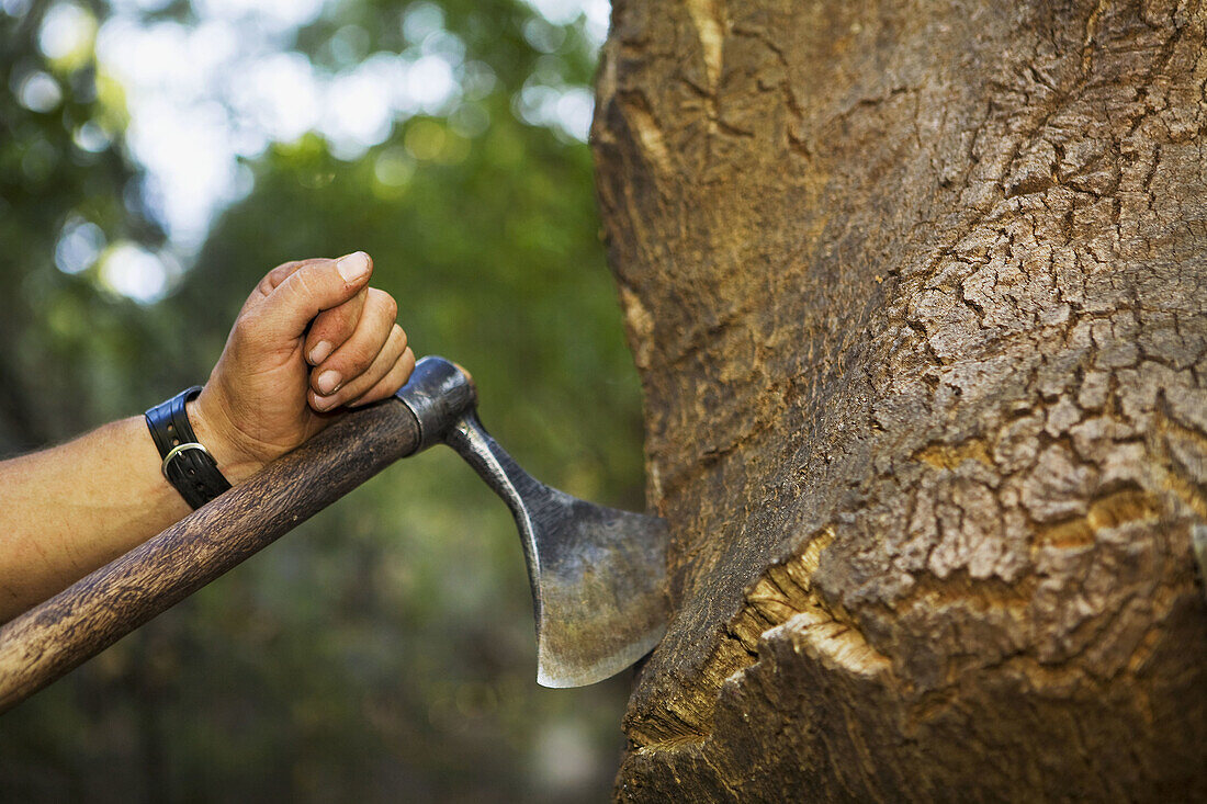 Extraction of the cork from the cork oak, Quercus suber. Valle de Las Batuecas, Batuecas Natural Park of the Sierra de France, Salamanca, Castilla y Leon, Spain.