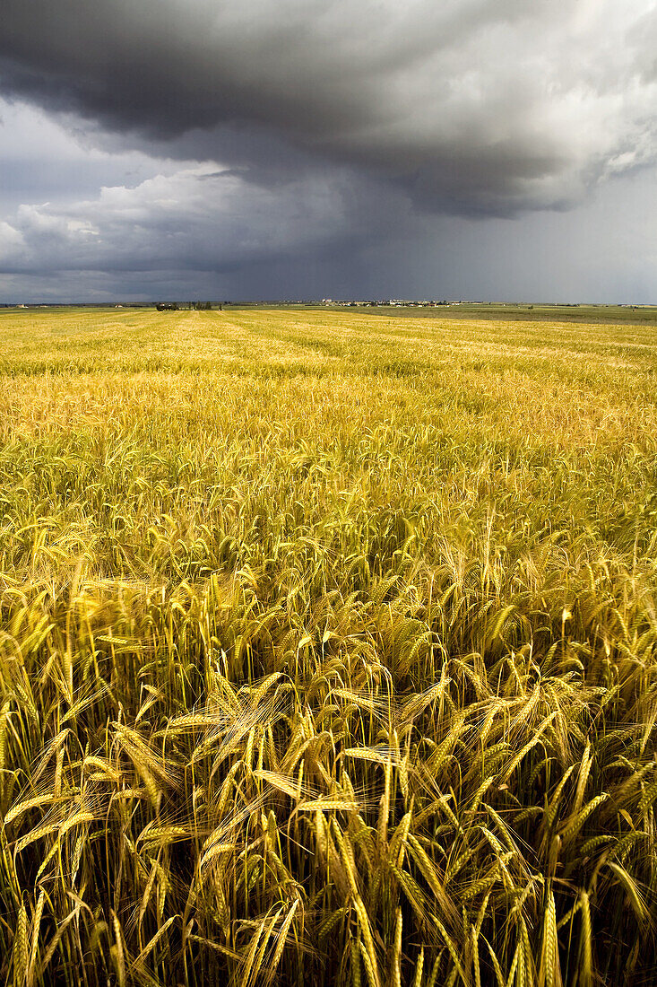 Summer storm on a landscape of cereal crops  Arcediano  Salamanca province  Castilla y Leon  Spain
