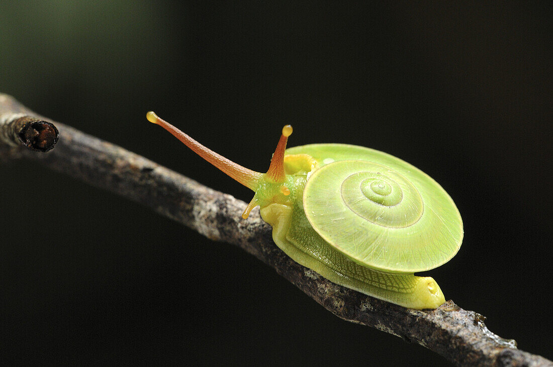 This green snail is often seen living on high ground moving from tree’s leaves to the other.
