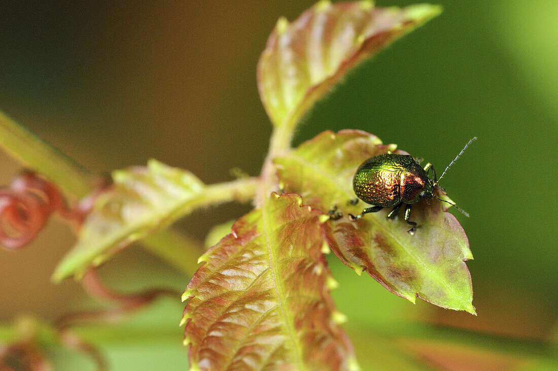 Metallic Beetle