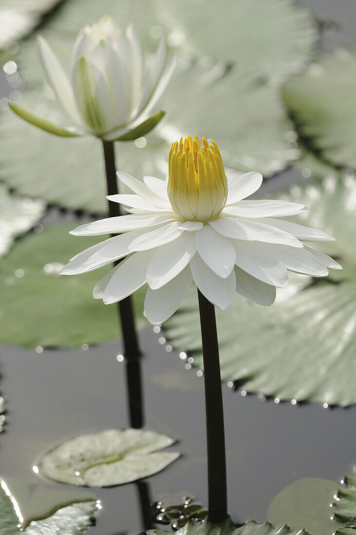 White Water lilies