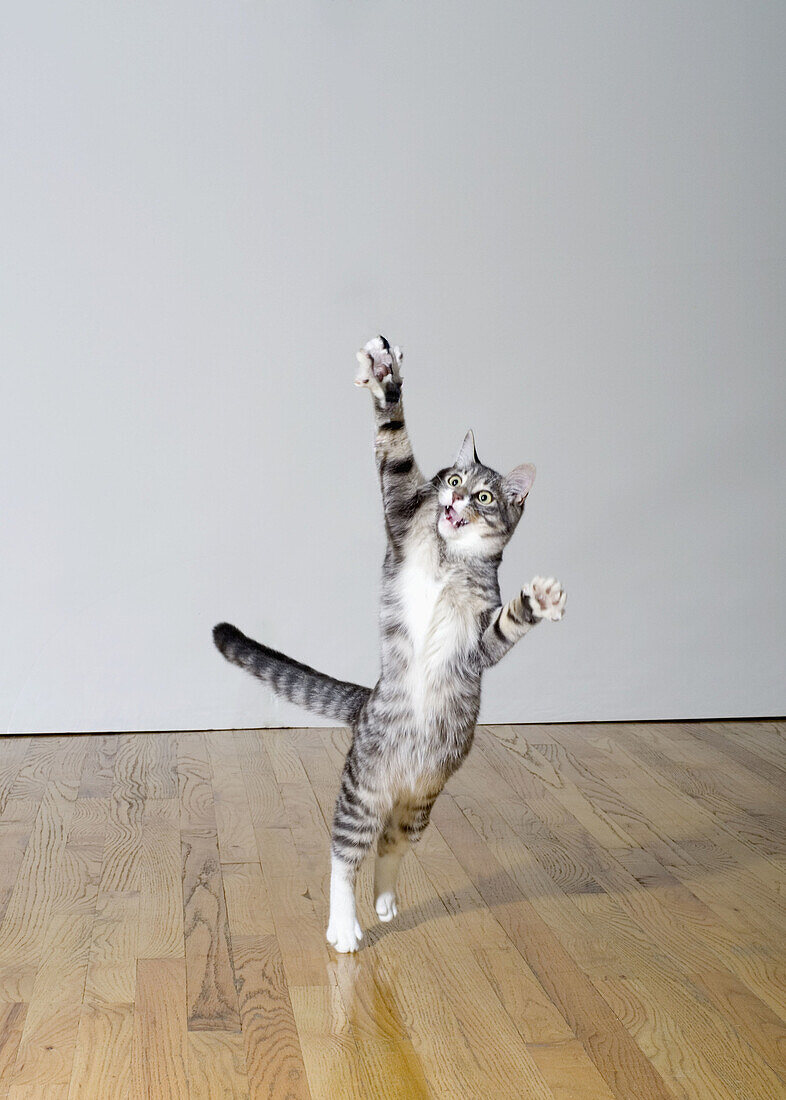 Cat jumping