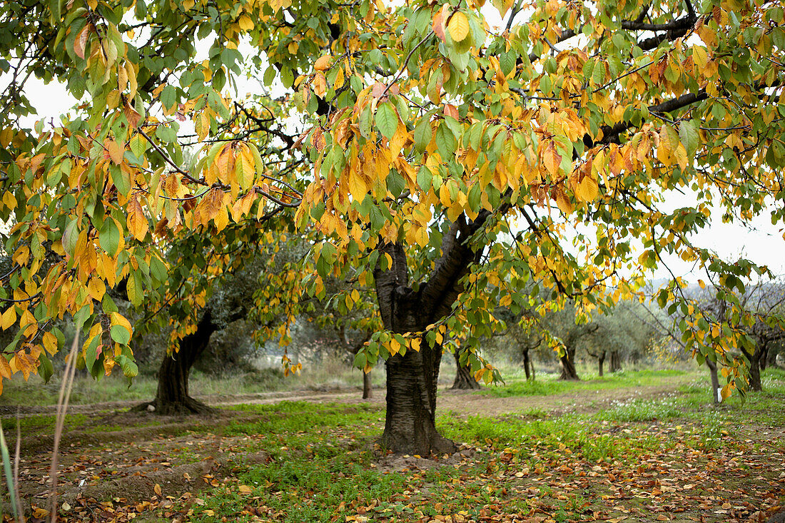 Autumn in the cherry trees field