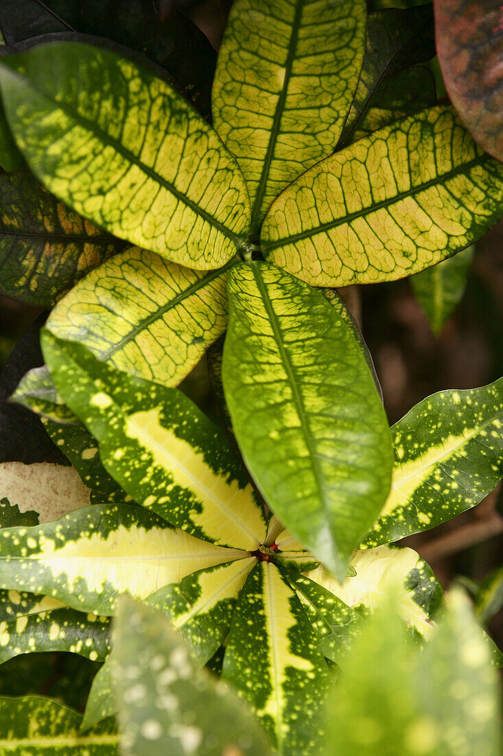 Codiaeum Variegatum Euphorbiaceae