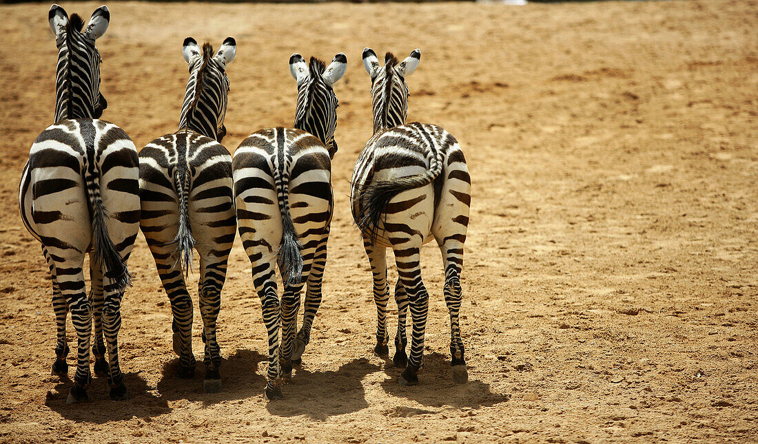 Four funny sister zebras