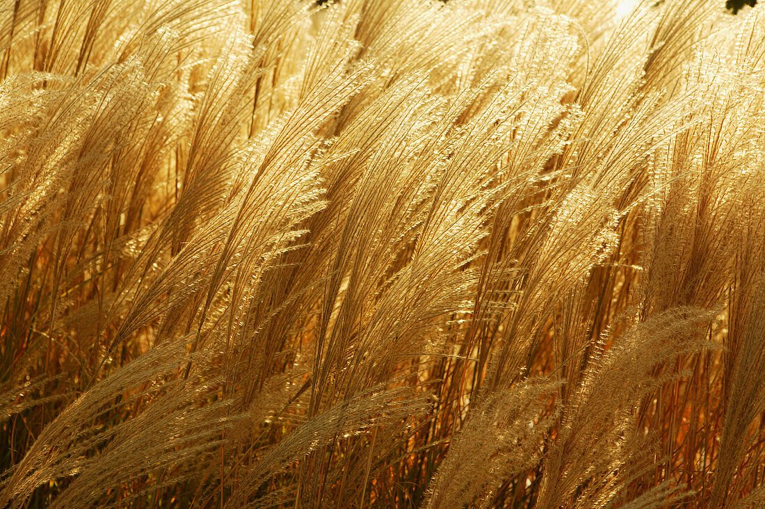 Garten mit goldenen Ähren als Zierde