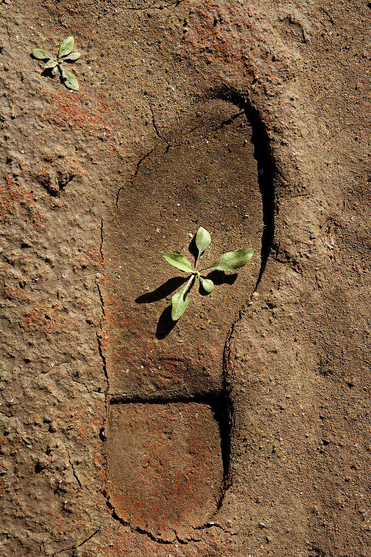 human footprint in a clay floor, plant growing inside