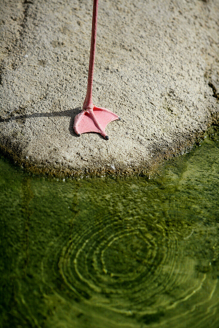 Flamingo-Bein und -Fuß an einem grünen Seeufer