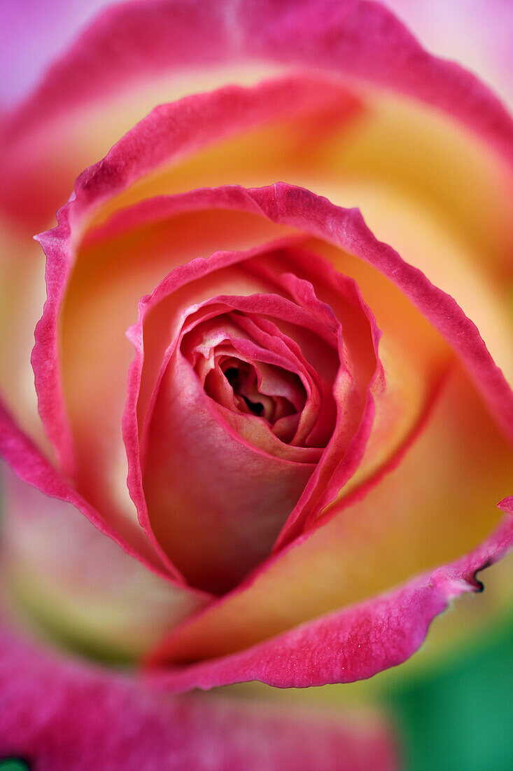 Makro von Blumen, Rose in orange, gelb, rosa und roten Farben