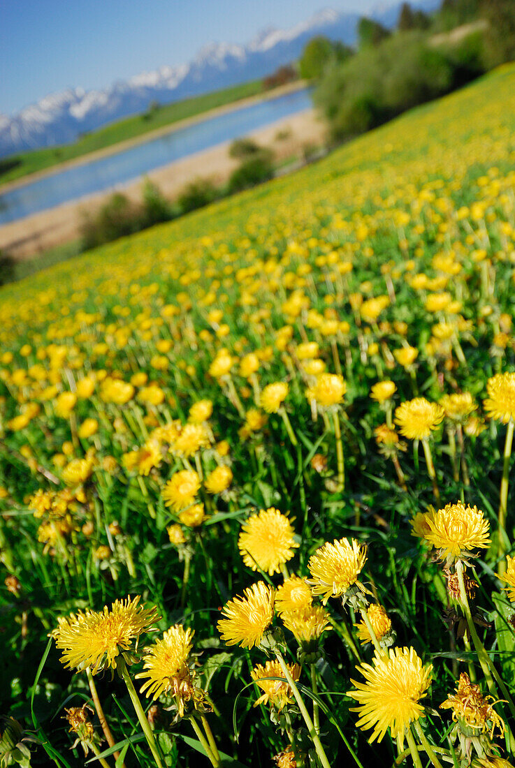 Meadow with dandelion, lake Forggensee in background, Tannheim range, Allgaeu, Bavaria, Germany