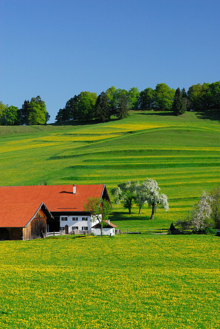 Farm with blooming fruit trees in meadow with dandelion, Allgaeu, Bavaria, Germany