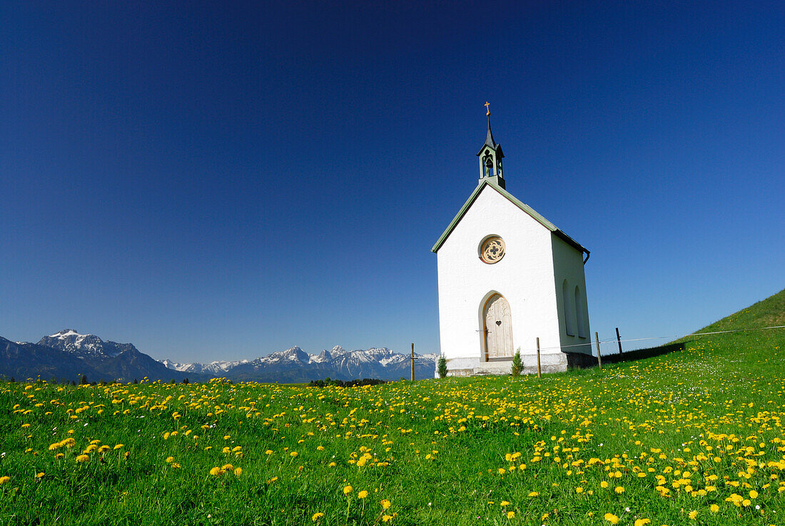 Chapel in meadow with dandelion, Allgaeu, Bavaria, Germany