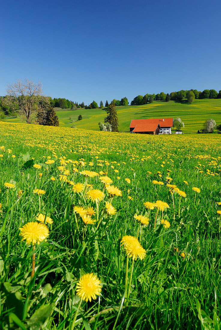 Meadow with dandelion and farm in background, Allgaeu, Bavaria, Germany