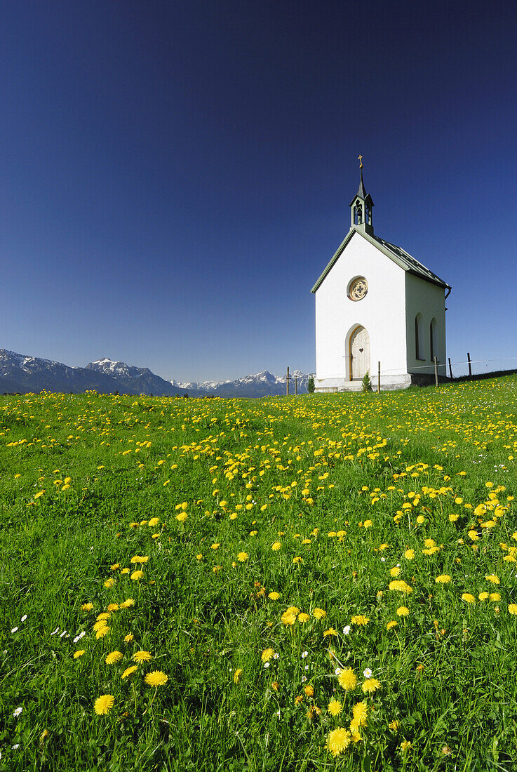 Chapel in meadow with dandelion, Allgaeu, Bavaria, Germany