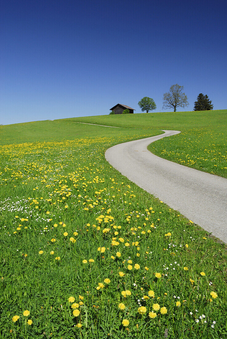 Street through meadow with dandelion, Allgaeu, Bavaria, Germany