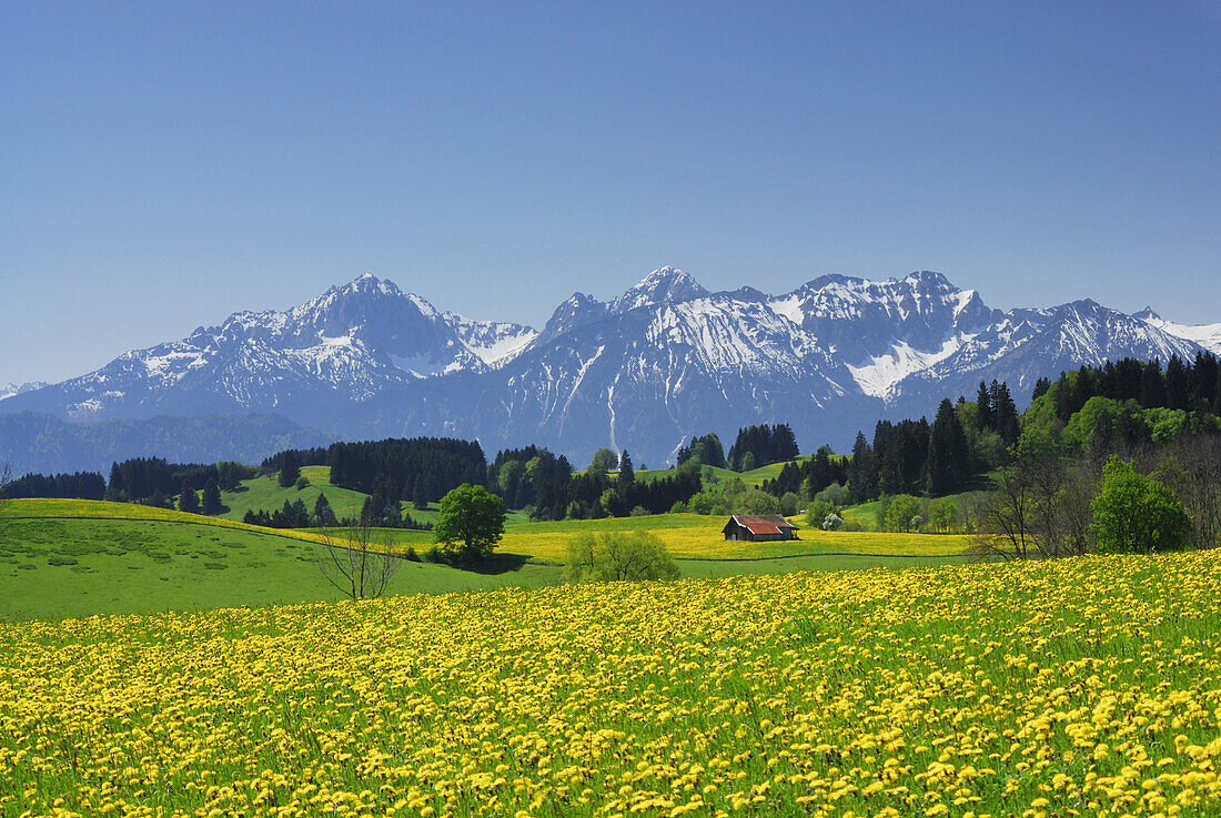 View over meadow with dandelion to Tannheim range, Allgaeu, Bavaria, Germany