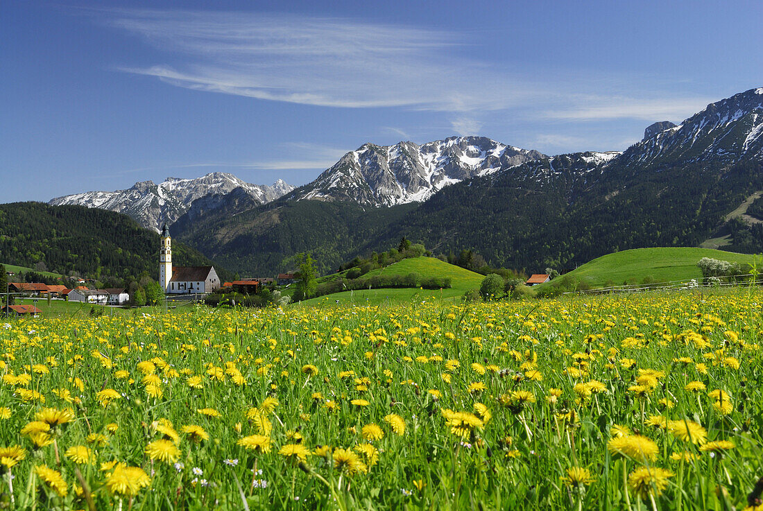 View over meadow with dandelion to Pfronten, Allgaeu, Bavaria, Germany