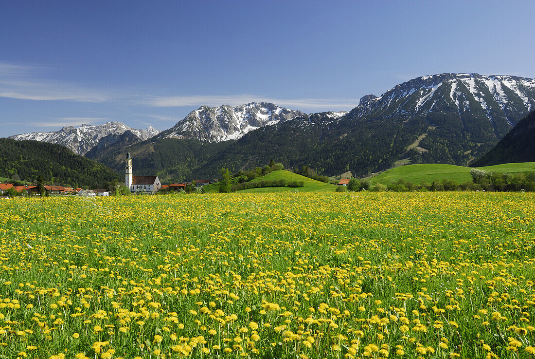 Blick über Löwenzahnwiesen auf Pfronten, Allgäu, Bayern, Deutschland