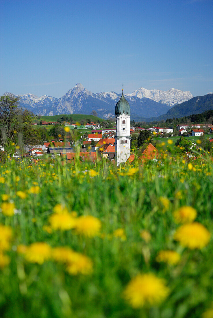 Blick über Löwenzahnwiese auf Nesselwang, Allgäu, Schwaben, Bayern, Deutschland