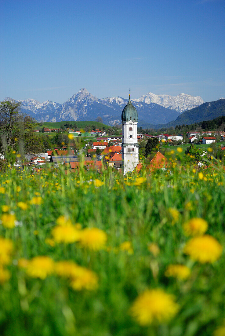 View over meadow with dandelion to Nesselwang, Allgaeu, Swabia, Bavaria, Germany