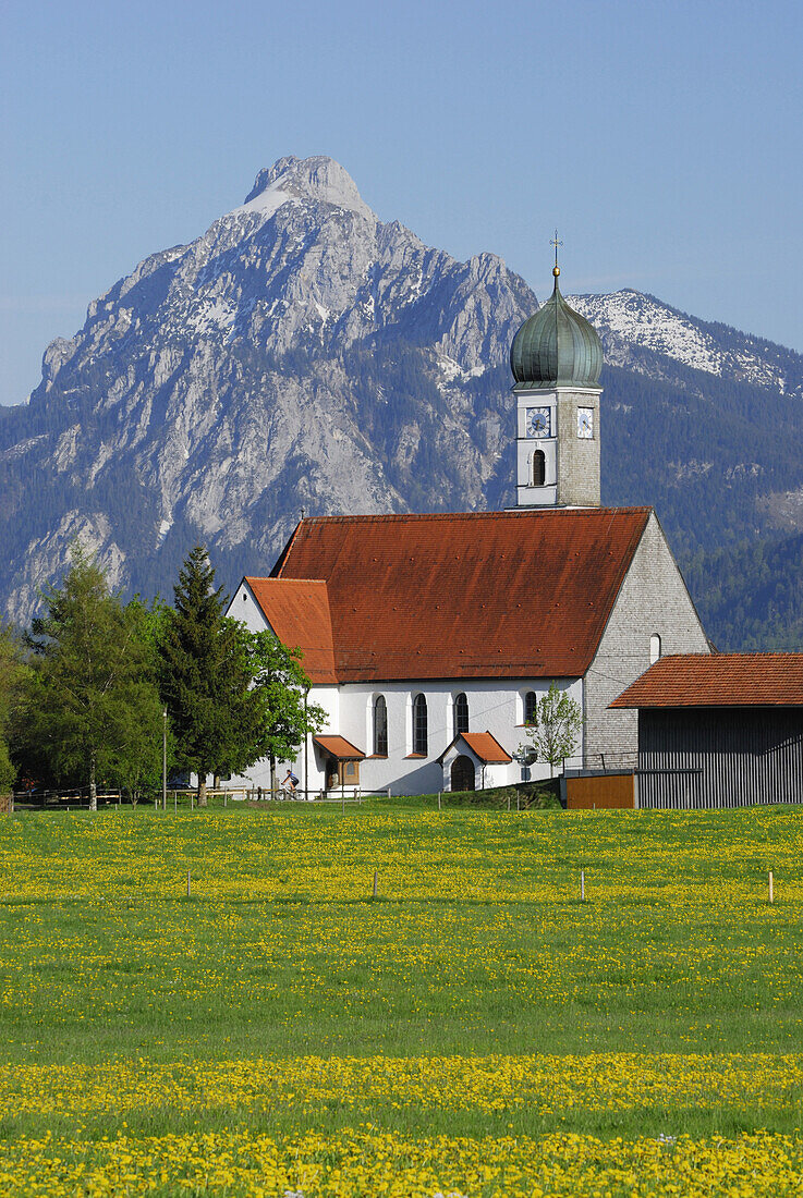 Blick über Löwenzahnwiese auf Kirche, Speiden, Eisenberg, Allgäu, Schwaben, Bayern, Deutschland