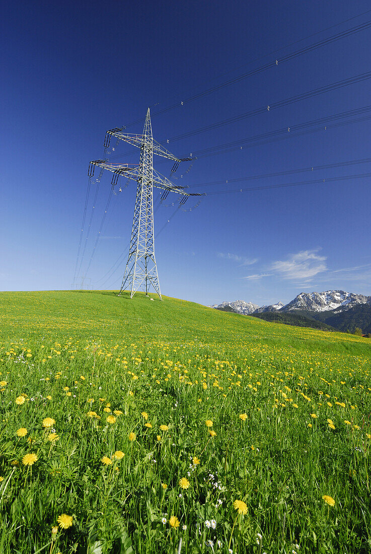 Electricity pylons in meadow with dandelion, Allgaeu, Bavaria, Germany