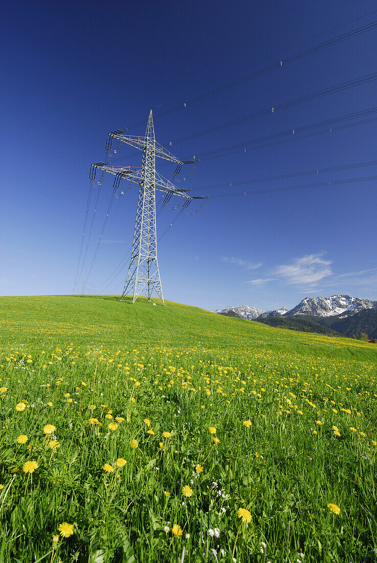 Hochspannungsmasten in Löwenzahnwiese, Allgäu, Bayern, Deutschland