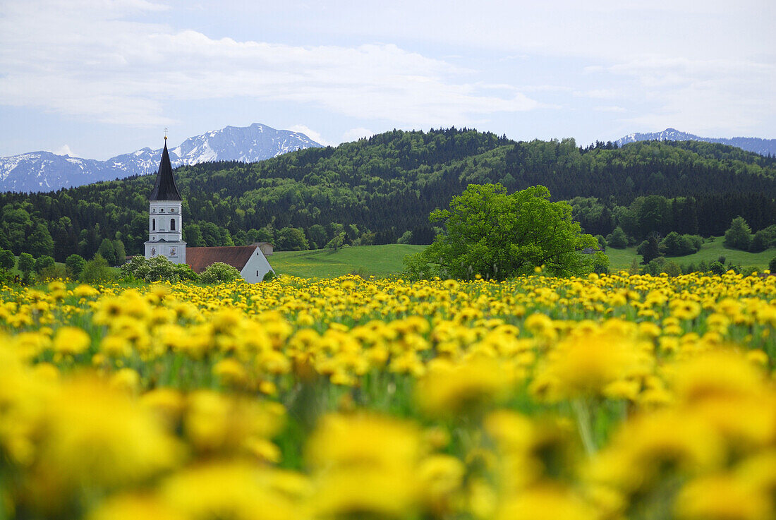 Blick über Löwenzahnwiese auf Kirchturm, bei Murnau, Oberbayern, Bayern, Deutschland
