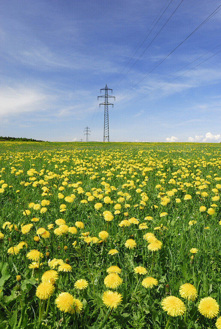 Hochspannungsmasten in Löwenzahnwiese, bei Holzkirchen, Oberbayern, Bayern, Deutschland