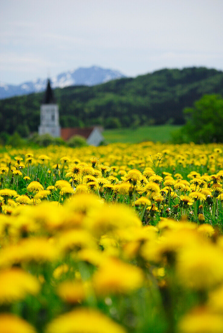 Blick über Löwenzahnwiese auf Kirchturm, bei Murnau, Oberbayern, Bayern, Deutschland