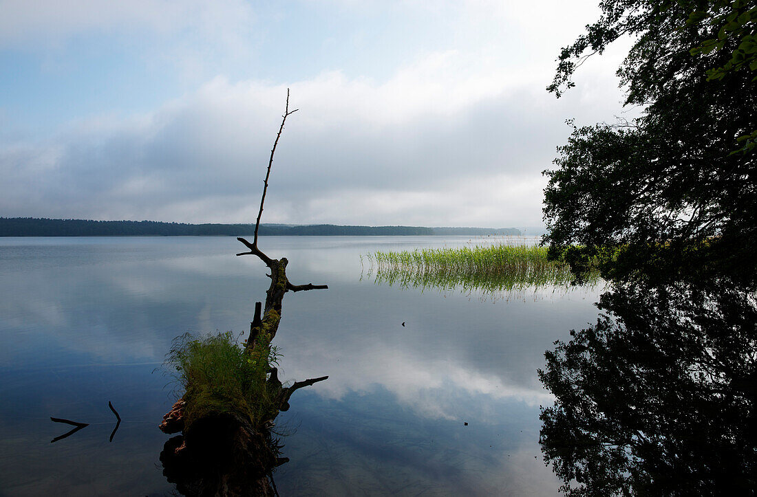 Scenery at lake Werbellinsee, Eichhorst, Schorfheide, Brandenburg, Germany