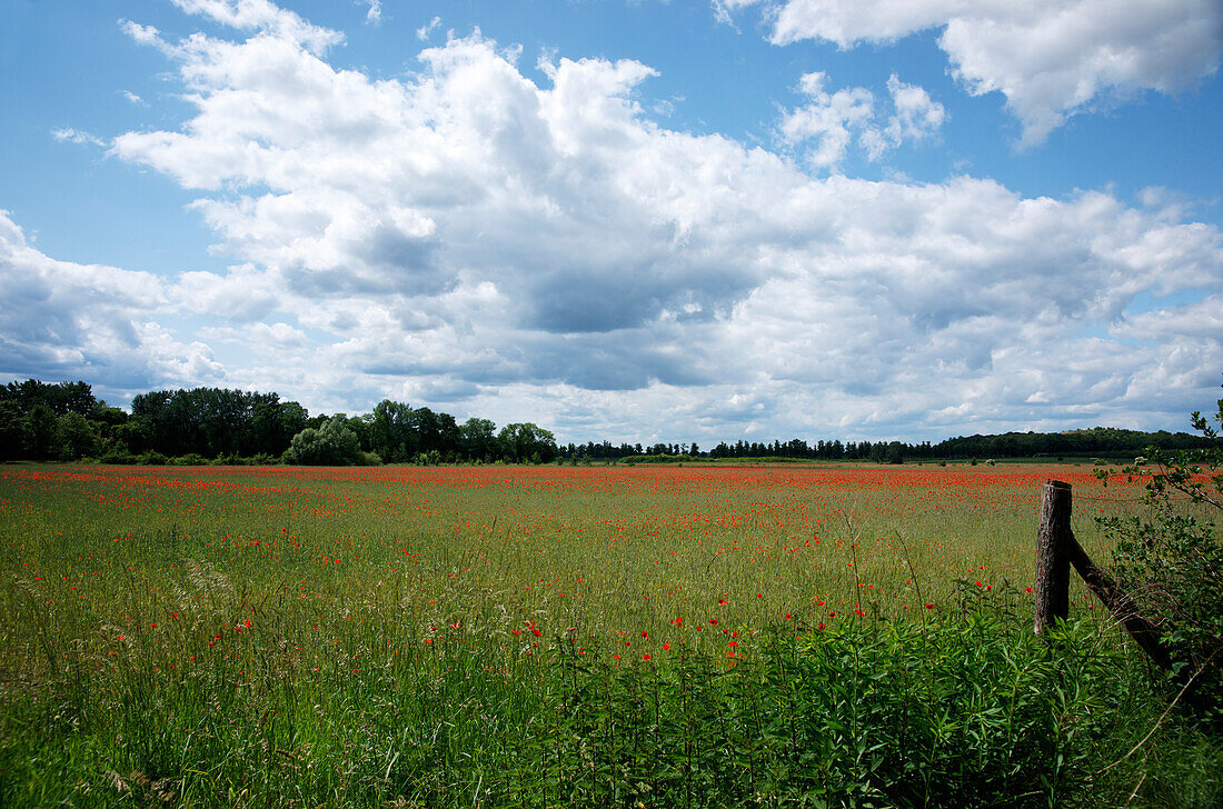 Cornfield with poppies, Bornim, Brandenburg, Germany
