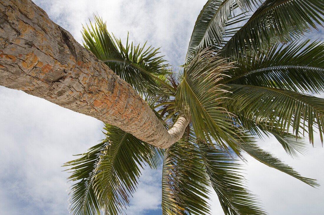 Low angle view at palm tree, Nuku Island, Vava'u archipelago, Tonga, South Pacific, Oceania