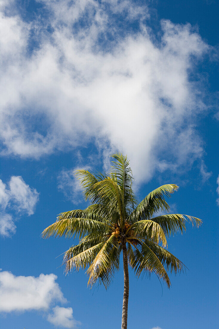 Palm tree under clouded sky, Nuku'alofa, Tongatapu, Tonga, South Pacific, Oceania