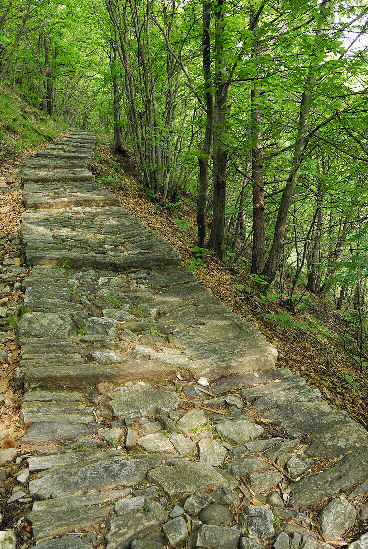 Steinplattenweg führt durch Laubwald, Intragna, Centovalli, Lago Maggiore, Tessin, Schweiz