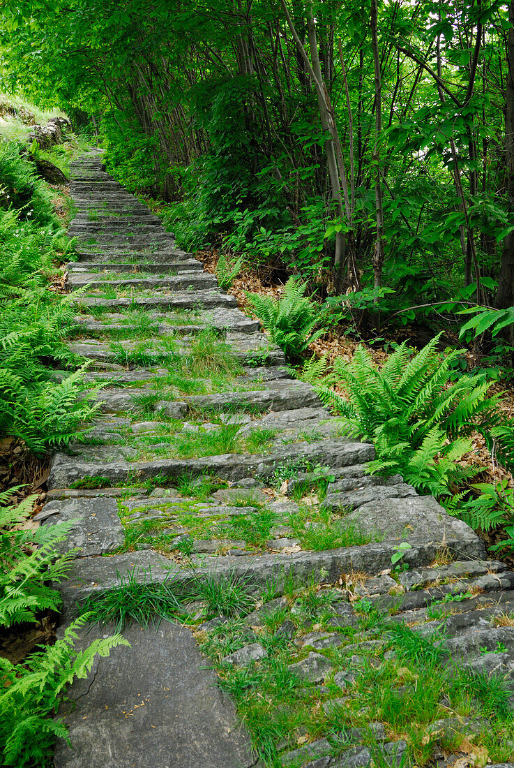Path of flagstones bordered with fern leading through forest, Intragna, Centovalli, lake Maggiore, Lago Maggiore, Ticino, Switzerland