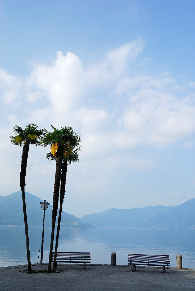Two benches under palm trees with view towards lake Maggiore, Ascona, lake Maggiore, Lago Maggiore, Ticino, Switzerland