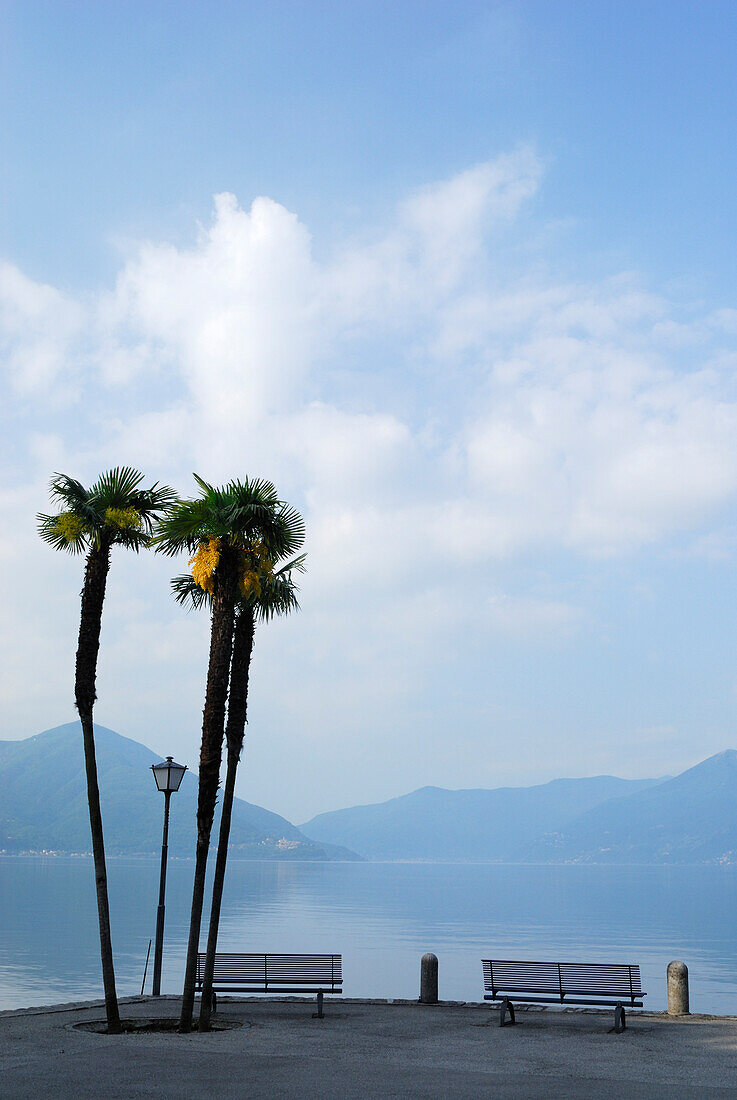 Zwei Bänke unter Palmen mit Blick auf Lago Maggiore, Ascona, Lago Maggiore, Tessin, Schweiz